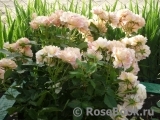 Rose des Cisterciens 