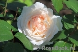 Crocus Rose® 