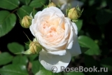 Crocus Rose® 