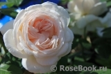 Crocus Rose® 