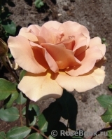 Julia's Rose