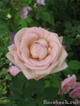 Julia's Rose