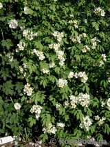 Himalayan musk rose