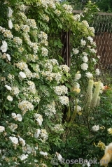 Himalayan musk rose