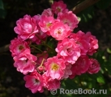 Orleans Rose