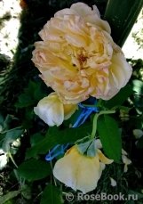 Crown Princess Margareta®