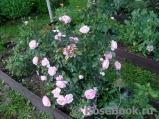 Hans Gonewein Rose 