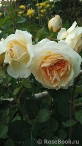 Crown Princess Margareta®