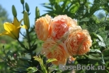 Crown Princess Margareta®