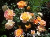 Rose des Cisterciens 