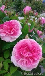 Gertrude Jekyll