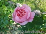 The Alnwick Rose