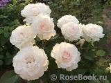 Great North Eastern Rose 