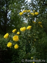 Persian Yellow