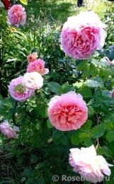 Abraham Darby