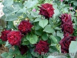 Black Baccara