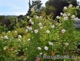 Mon Jardin et Ma Maison