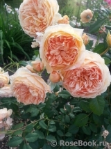 Crown Princess Margareta®