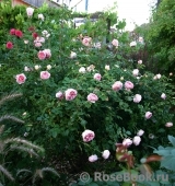 Abraham Darby