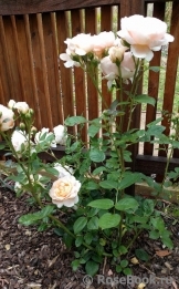 Ambridge Rose 