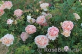 Abraham Darby