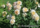 Crocus Rose® 