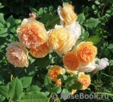 Crown Princess Margareta®