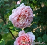 Abraham Darby