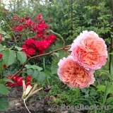 Abraham Darby