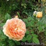 Crown Princess Margareta®