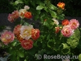 Rose des Cisterciens 