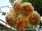 Crown Princess Margareta®