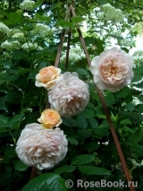 A Shropshire Lad