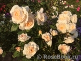 Crocus Rose® 