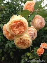 Crown Princess Margareta®