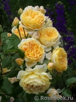 Crown Princess Margareta®