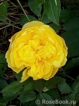 Persian Yellow