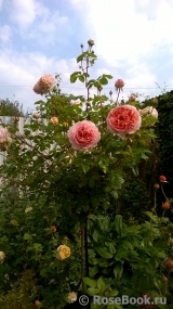 Abraham Darby