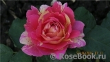 Rose des Cisterciens 