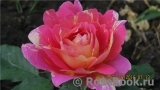 Rose des Cisterciens 