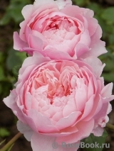 The Alnwick Rose