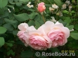 A Shropshire Lad