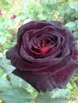 Black Baccara