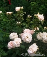 Lions Rose