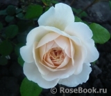 Crocus Rose® 