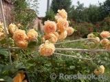 Crown Princess Margareta®