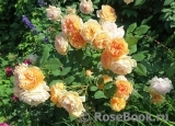 Crown Princess Margareta®