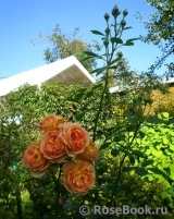 Lady of Shalott 