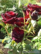 Black Baccara