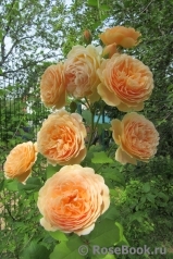 Crown Princess Margareta®